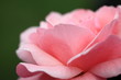 Rose / バラ・クイーンエリザベス 神代植物公園