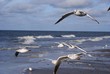 Seagull