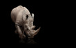 rhinoceros