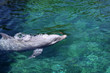 Bottle-nose Dolphin (Tursiops truncatus )