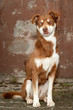 Brauner Hund sitzt mit schönen Augen