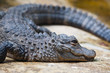 a crocodile