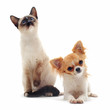 chihuahua et chat siamois chihuahua et chat siamois