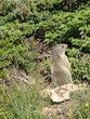 MARMOTTE BELLE PLAGNE 13