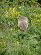 MARMOTTE BELLE PLAGNE 12