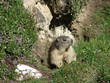 MARMOTTE BELLE PLAGNE 29