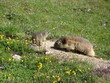 MARMOTTE BELLE PLAGNE 28