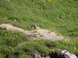 MARMOTTE BELLE PLAGNE 27