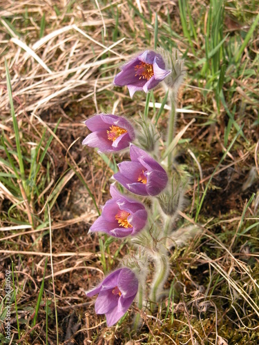 Foto: Pulsatilla Pulsatilla