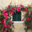 Foto: Fensterladen und Bugainvillea Fensterladen und Bugainvillea