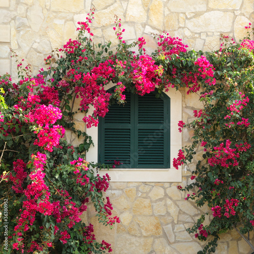 Foto: Fensterladen und Bugainvillea Fensterladen und Bugainvillea