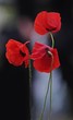 les coquelicots les coquelicots
