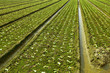 farm field