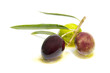 An olive branch with three olives