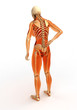 human body with skeleton, back view