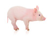 Pig on white