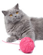 Foto: cat playing with clew isolated cat playing with clew isolated