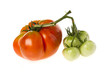 Large ripe red and immature green heirloom tomatoes Large ripe red and immature green heirloom tomatoes