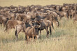 Herd of migrating Wildebeeste in the Masai Mara, Kenya. Herd of migrating Wildebeeste in the Masai Mara, Kenya.