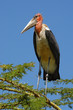 African marabou on the three at Lake Nakuru, Kenya