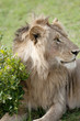 Young lion in proflie looking alert.Masai Mara, Kenya. Young lion in proflie looking alert.Masai Mara, Kenya.