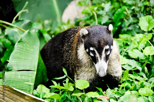 Photo: Closeup of a teddy bear from Coati from Costa Rica Closeup of a teddy bear from Coati from Costa Rica