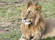 Young male lion with scarred face Masai Mara, Kenya Young male lion with scarred face Masai Mara, Kenya