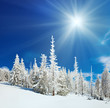 Snowy landscape