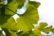 Foto: Ginkgo Blatt Ginkgo Blatt