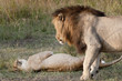 Lions preparing to mate, Masai Mara, Kenya Lions preparing to mate, Masai Mara, Kenya