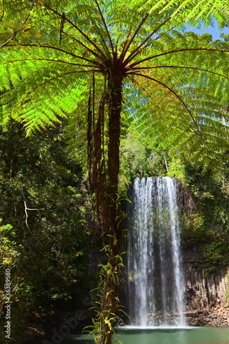 Photo: tree fern and waterfall in tropical rain forest paradise tree fern and waterfall in tropical rain forest paradise