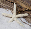 Seestern im Sand mit Treibholz