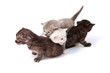 young kittens young kittens