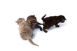 three little kittens three little kittens
