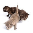 little kittens little kittens