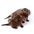 playful kittens playful kittens