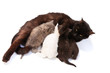 little kittens with mother little kittens with mother