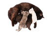 mother feeding little kittens mother feeding little kittens