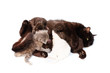 cat feeding little kittens cat feeding little kittens