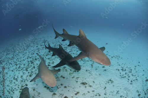 Photo: Sequence of sharks Sequence of sharks
