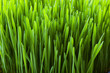 Organic Wheatgrass Organic Wheatgrass