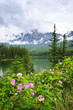 Wild roses and mountain lake in Jasper National Park