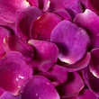 wet violet rose petals