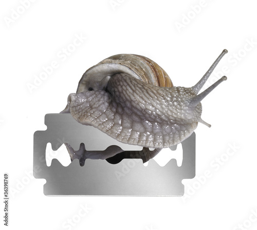 Foto: Grapevine snail and razor blade Grapevine snail and razor blade