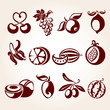 Vector: Fruit set Fruit set