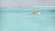 Vídeo: Portrait of young man swimming in ocean Portrait of young man swimming in ocean