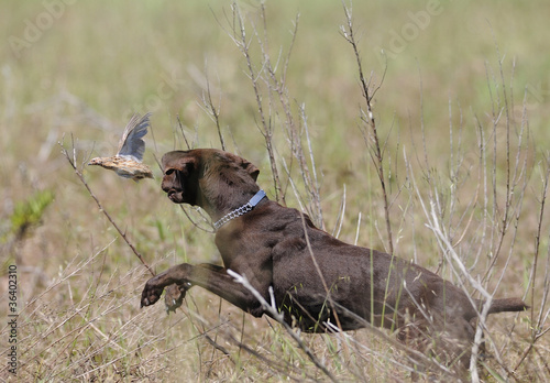Photo: braco cazando codornices braco cazando codornices