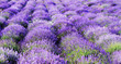 color lavender field