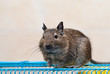 Degu sits on a cage