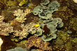 tropical marine reef with corals and fish Surgeons